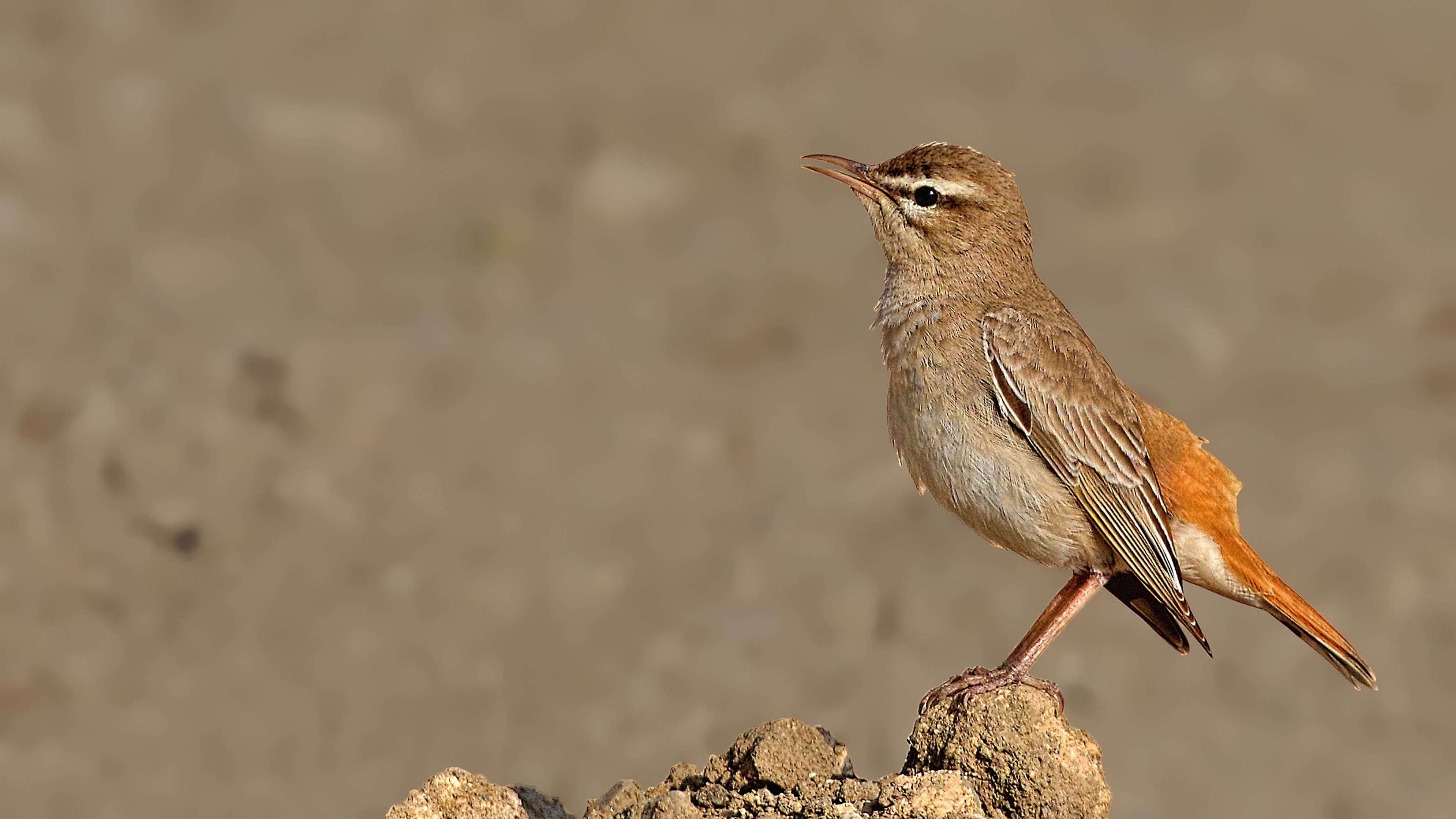 Rufous-tailed Scrub-Robin